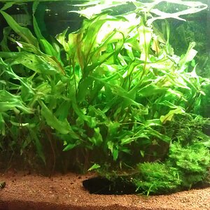 Cryptocoryne