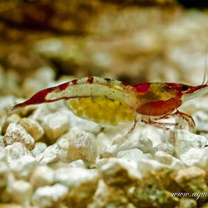 Neocaridina heteropoda var red rili 001