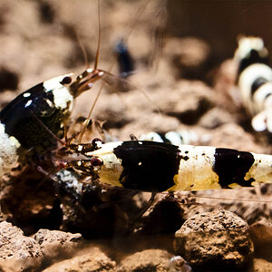 Caridina cf cantonensis K2-K10 017