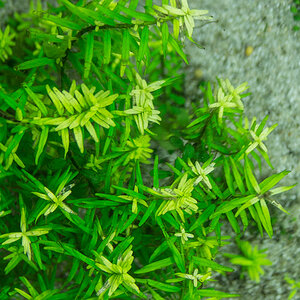 Rotala