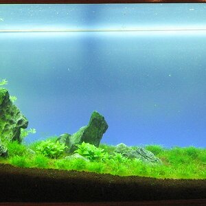 1. Aquascape