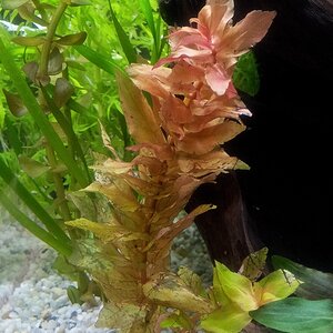 rotala