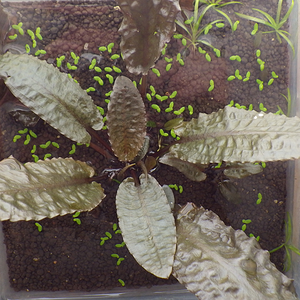 Cryptocoryne sp.