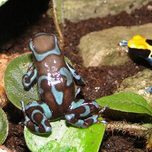 D. auratus 'Super Blue' & D. tinctorius 'Brasilianer'