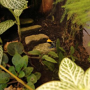 Dendrobates tinctorius 'Brasilianer' auf der Treppe