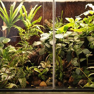 Terrarium 60x40x50