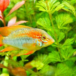 Apistogramma Macmasterii