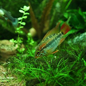 Apistogramma Macmasterii