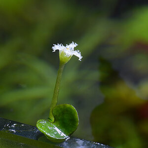 1 nymphoides sp lymnocharus flower