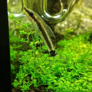 Otocinclus1