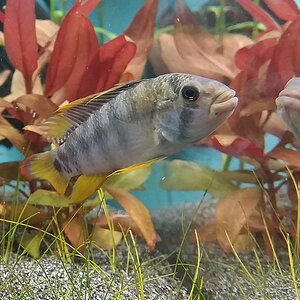 Apistogramma baenschi