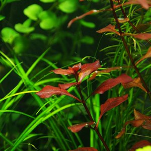 Rote Ludwigia super red