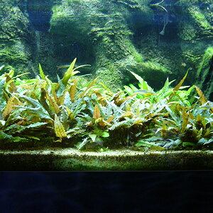 Cryptocoryne