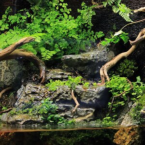 Paludarium 3