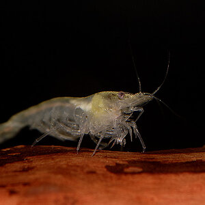 Neocaridina Cf. Zhangjiajiensis Sp. White Pearl