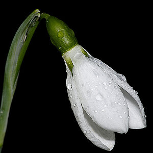 Galanthus Elwesii