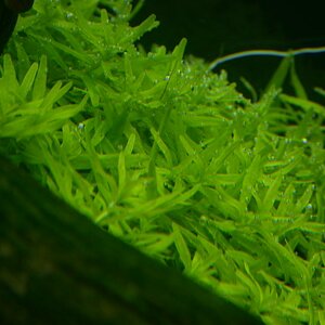 Rotala