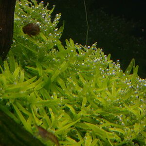 Rotala2