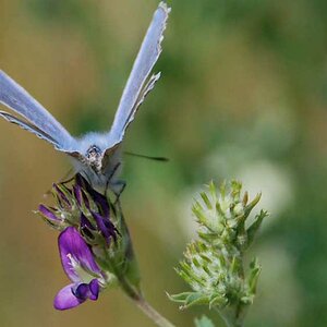 Blauer-schmetterling