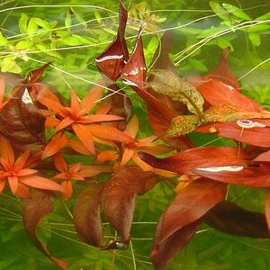 Ludwigia Glandulosa