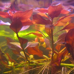 Ludwigia Repens