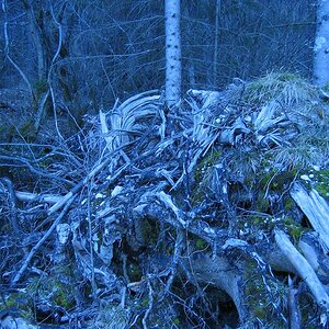 Driftwood