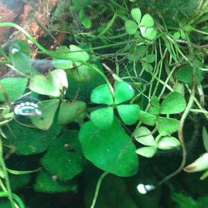 Marsilea hirsuta emers Schwimmblätter