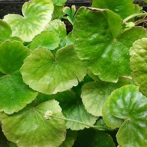 Hydrocotyle leucocephala emers