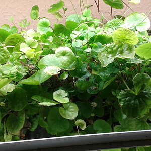 Marsilea hirsuta & Hydrocotyle leucocephala emers Kultiviert