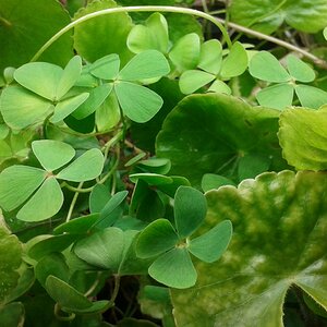 Marsilea hirsuta emers