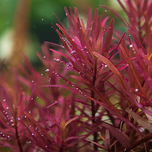 Rotala-2