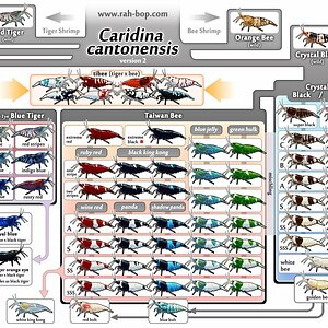 rah-bop shrimp family tree