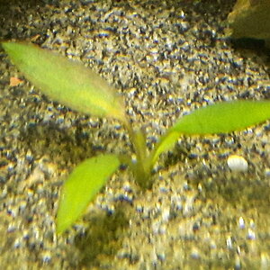 Cryptocoryne nurii var. raubensis  (submers)