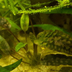 Cryptocoryne striolata "Tiger stripe" (submers)