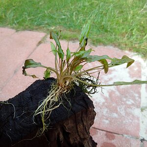 Cryptocoryne Wendtii Aufsitzer