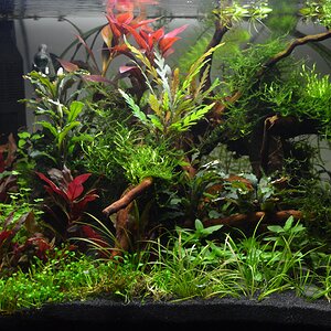 Scapers Tank 50l Nov 2016 frontal