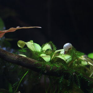 Posthornschnecke auf Anubias