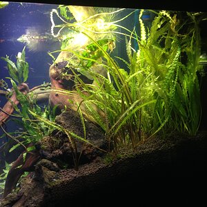 Eheim Incpiria 300 LED - SO-Asien Becken - Seitenansicht:  Cryptocoryne balansae, A. crispus, Javafarn