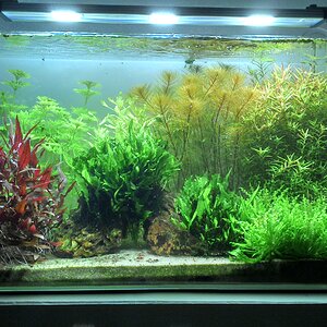 Aquascape