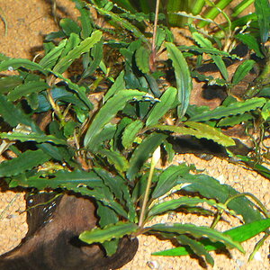 Bucephalandra catharinae red