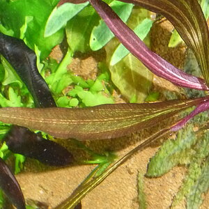 Echinodorus uruguayensis- Uruguay-Schwertpflanze (horemanni rot) (2)