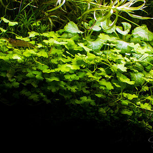 Hydrocotyle Tripartita