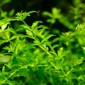 Hemianthus glomeratus