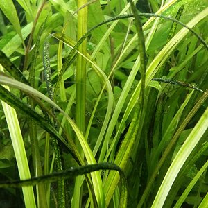 cyperus