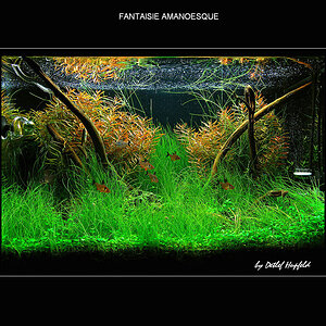 FANTAISIE AMANOESQUE 20.09.08