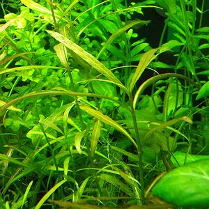 A Hygrophila polysperma myanmar