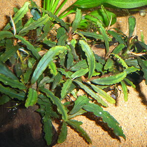 Bucephalandra catharinae red (3)