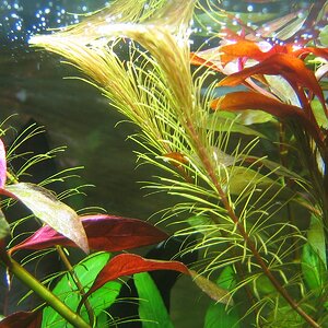 Rotala spec. Enie