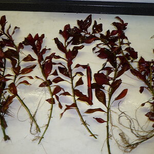 Ludwigia Rubin ~ Rubinludwigie (5)