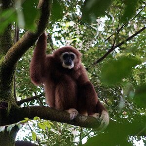 Gibbon